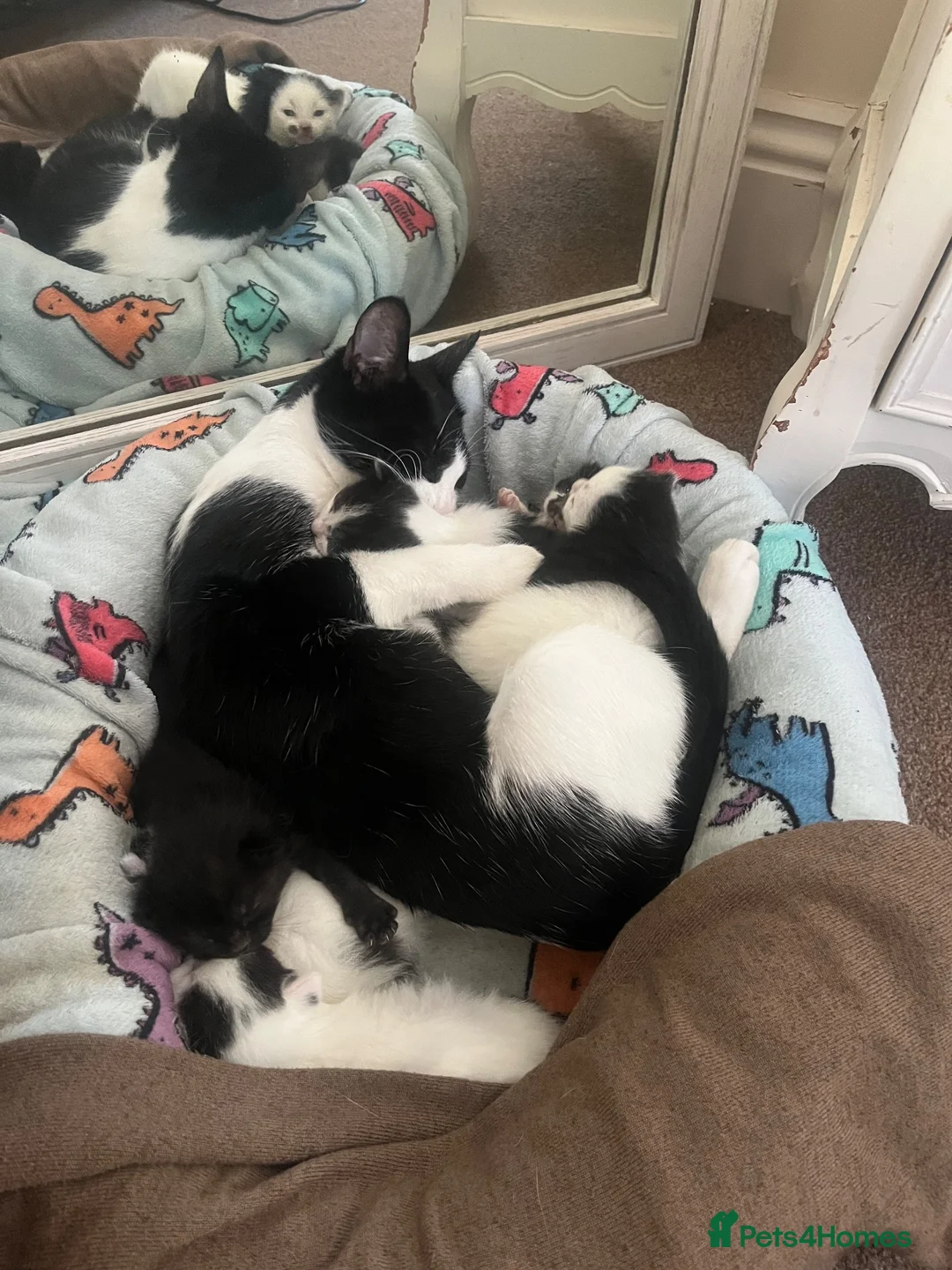 Mixed Breed cats for sale: Gorgeous kittens in Malvern in Malvern - Advert 1