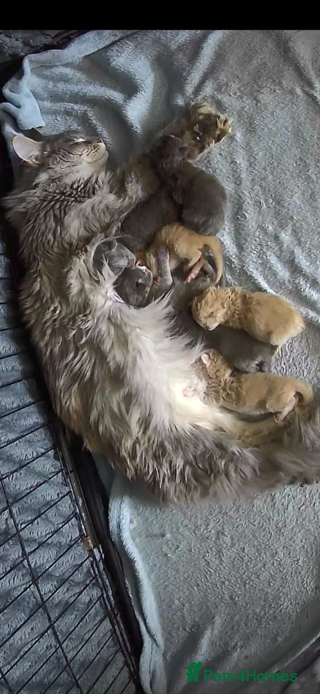 Maine Coon cats for sale: Maine coon pedigree kittens  - Advert 9