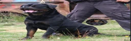 Rottweiler dogs for sale: Outstanding Rottweiler Litter Of 6 Beautiful Boys - Advert 9