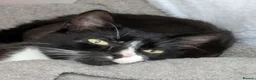 Mixed Breed cats for adoption: TOBY. - Advert 1