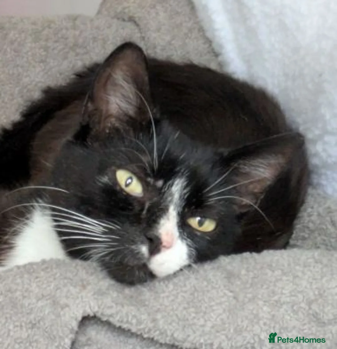 Mixed Breed cats for adoption: TOBY. - Advert 1