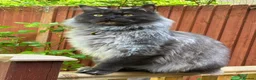 Maine Coon cats for sale: Gorgeous maine coon babies  - Advert 6