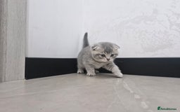 British Shorthair cats for sale: Beautiful British Short hairs kittens for sale - Image 10