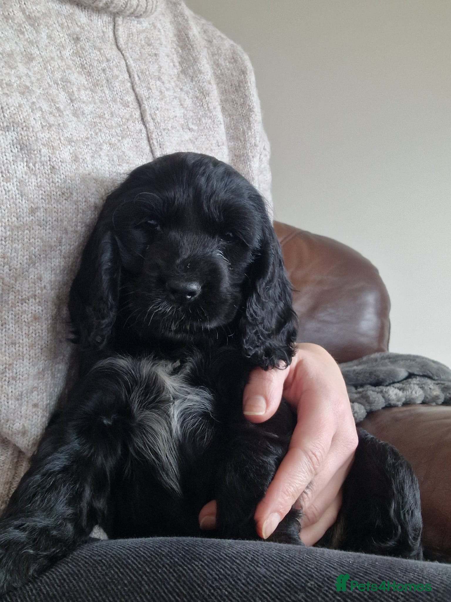 Cocker Spaniel dogs Stunning Show Cocker puppies ready now  - Advert 2
