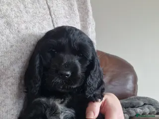 Cocker Spaniel dogs Stunning Show Cocker puppies ready now - Advert 2