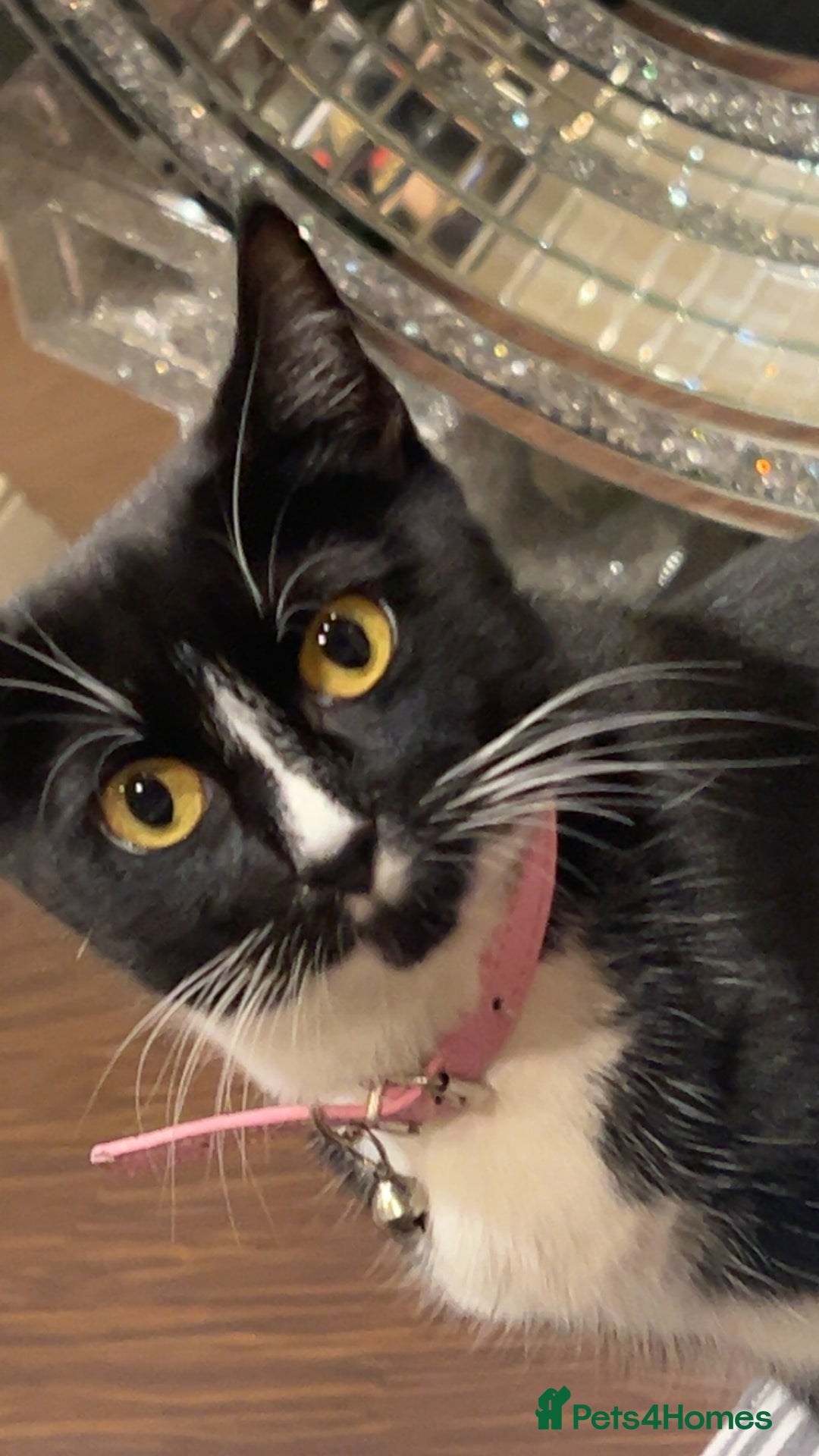 Mixed Breed cats for sale: 2 kittens female  - Advert 1