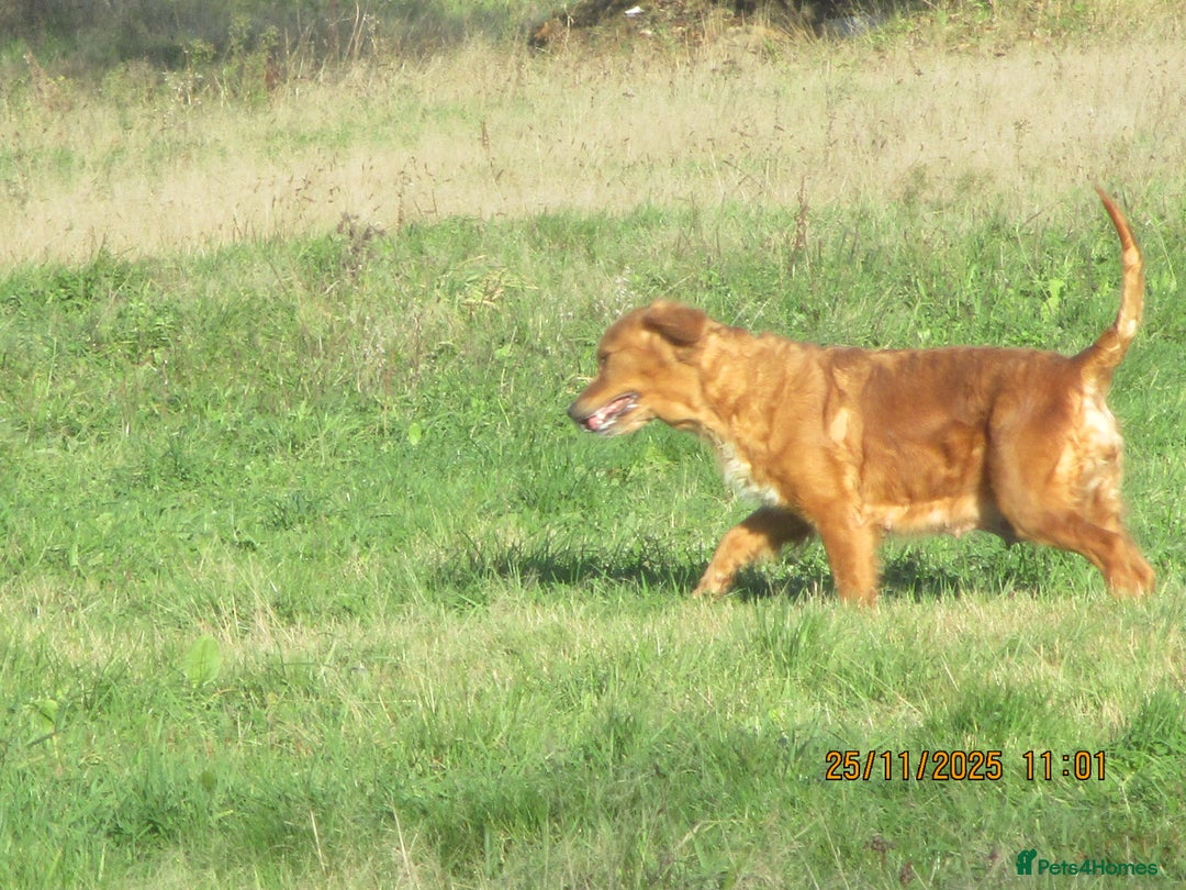 Golden Retriever dogs for sale: golden retriever x breeding bitch - Advert 2