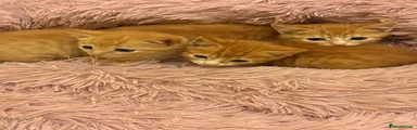 Mixed Breed 1