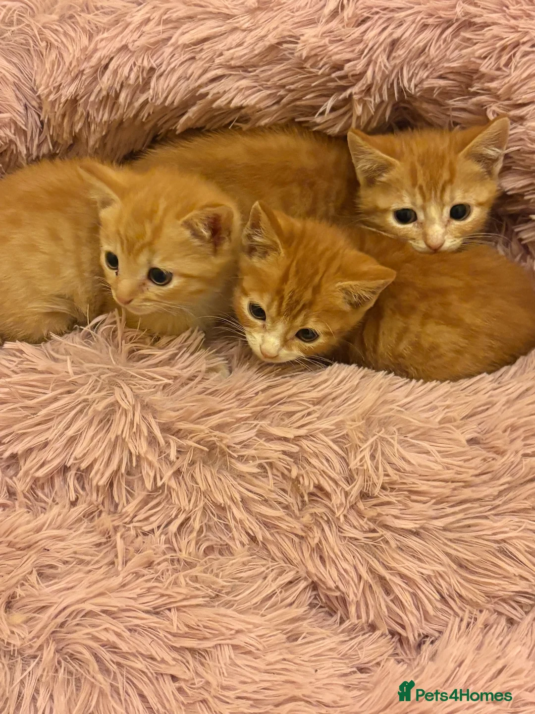 Mixed Breed cats for sale: beautiful babies ready for their forever home  - Advert 4