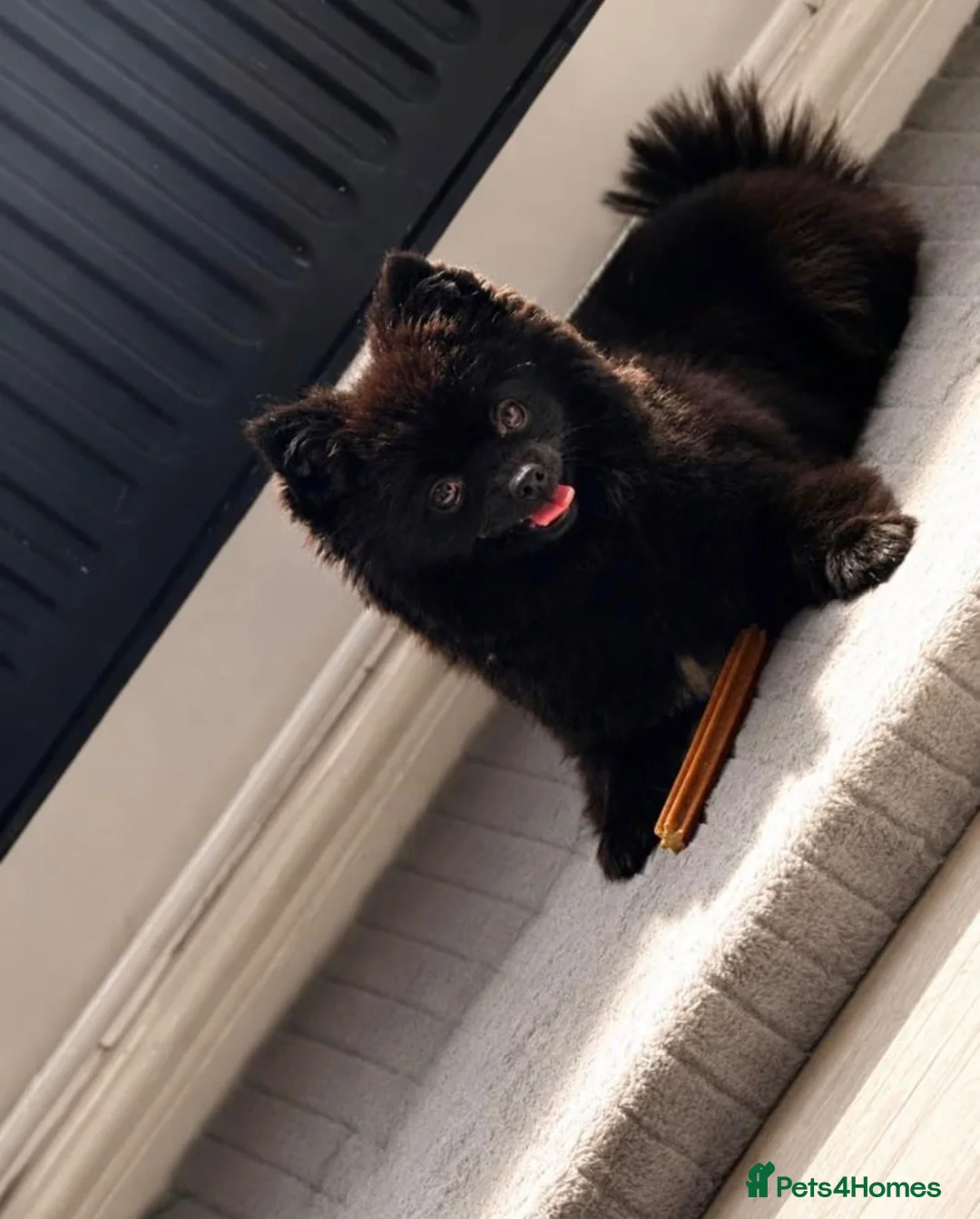 Pomeranian dogs for sale: Female pomerianian in Warrington - Advert 1