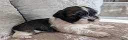 Shih Tzu dogs for sale: Shih Tzu puppys in Woodbridge - Advert 1