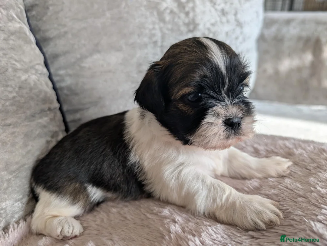 Shih Tzu dogs for sale: Shih Tzu puppys in Woodbridge - Advert 1