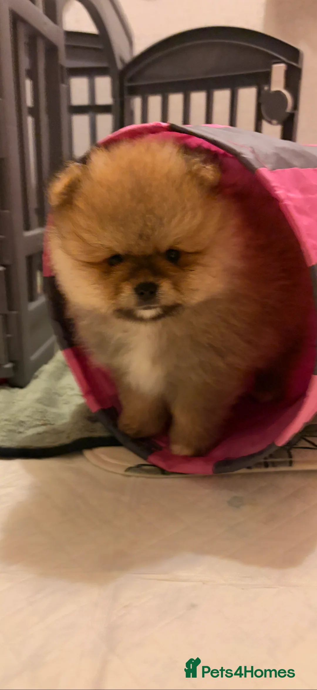 Pomeranian dogs for sale: Beautiful Pomeranian babies - Advert 2