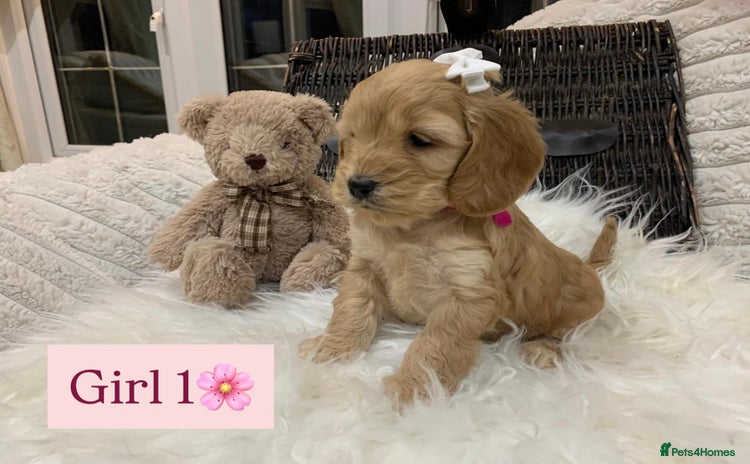 Cockapoo dogs - Advert 8