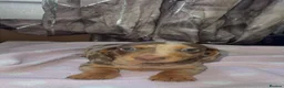 Miniature Dachshund dogs for sale: Beautiful miniature Dachshund ready 4 loving home - Advert 5