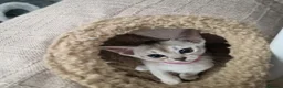 Abyssinian cats for sale: 1 usual silver & 1 usual currently available ✨️  - Advert 13