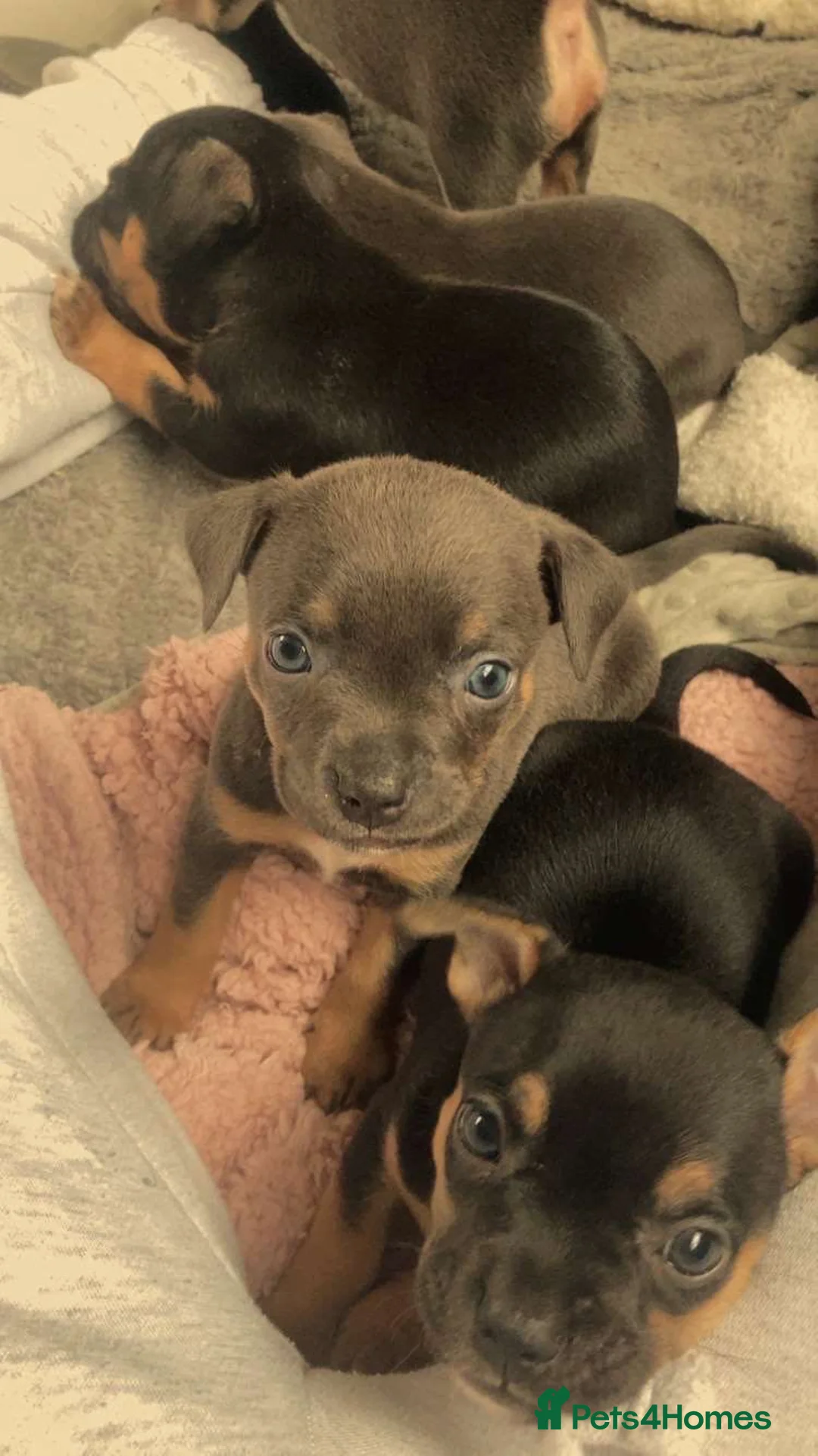 Mixed Breed dogs for sale: Bully cross puppies  - Advert 2