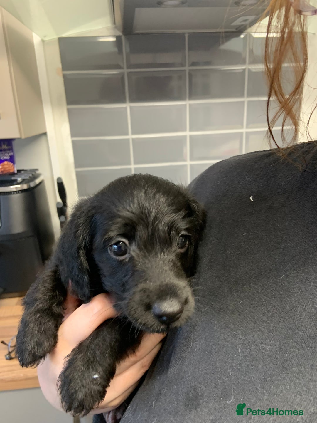 Doxiepoo dogs for sale: Gorgeous Doxipoo puppies  - Image 9