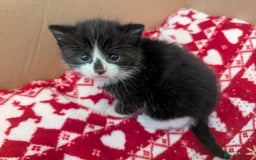 Mixed Breed cats for sale: 3 Beautiful Black and White Tuxedo Kittens  - Image 22