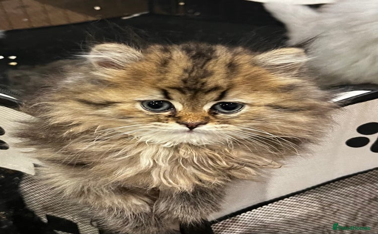 Persian cats - Advert 1
