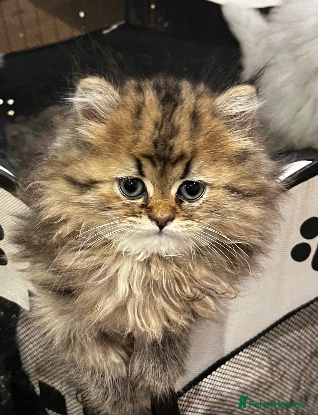 Persian cats for sale: persian chinchilla kittens  - Image 5