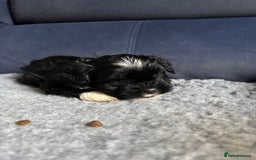 Lhasa Apso dogs for sale: Lhasa Apso Puppies – Tiny Tails, Big Hearts! - Image 31