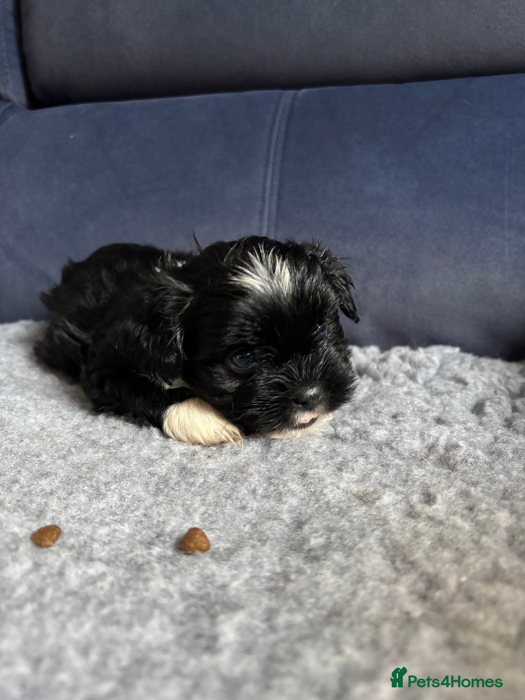 Lhasa Apso dogs for sale: Lhasa Apso Puppies – Tiny Tails, Big Hearts! - Image 31
