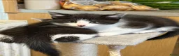 Mixed Breed cats for sale: BBSH mixed breed kitten black white boy - Advert 5