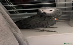 Parrots birds for sale: Parrot Tame & Talking 6 Yrs Old  - Image 1