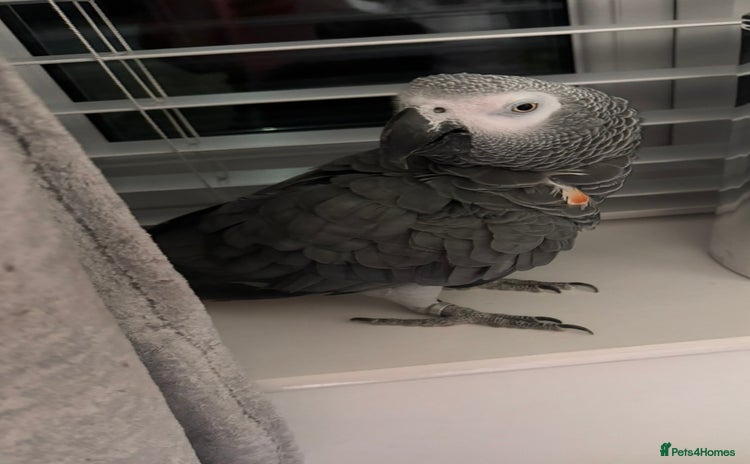 Parrots birds - Advert 1