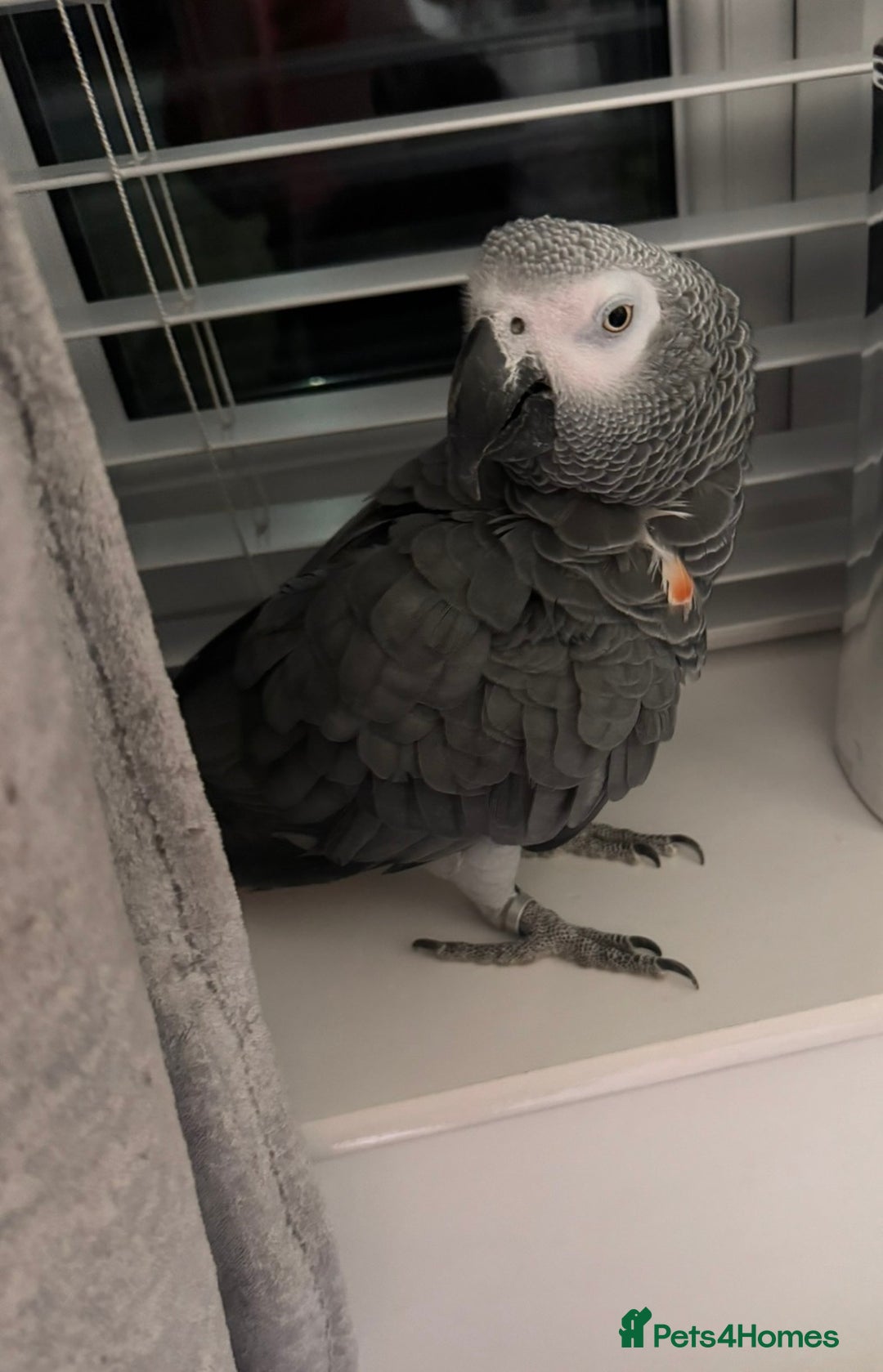Parrots birds for sale: Parrot Tame & Talking 6 Yrs Old  - Image 1