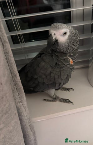 Parrots birds - Advert 1