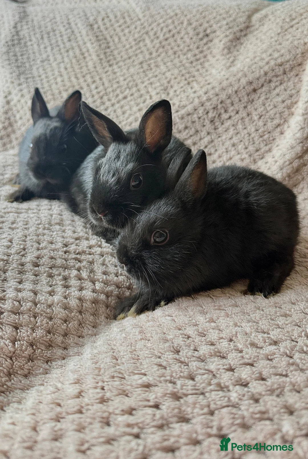 Netherland Dwarf rabbits for sale: Dwarf Rabbits - Advert 7