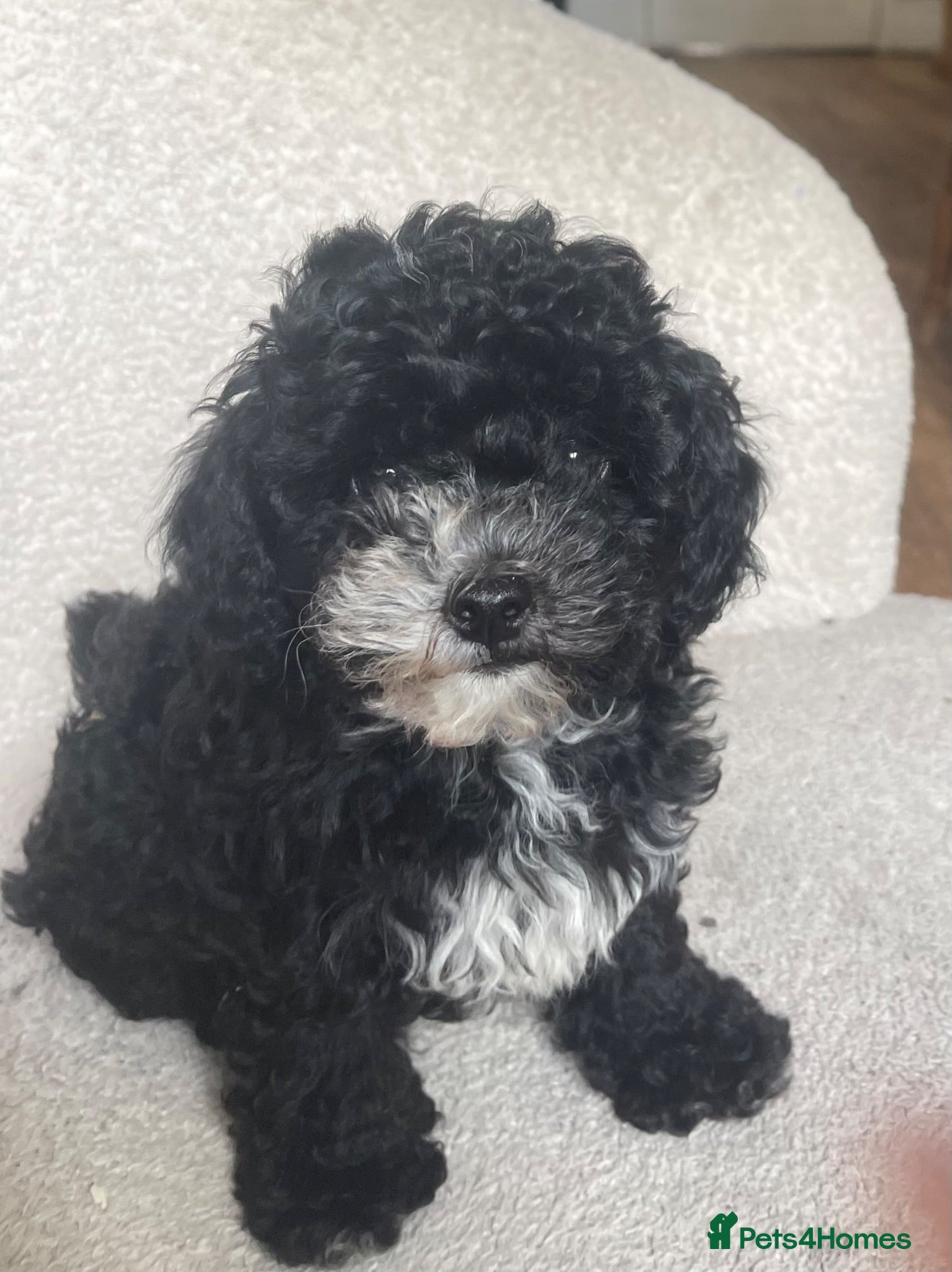 Maltipoo dogs *reduced* Tiny maltipoo - Advert 1