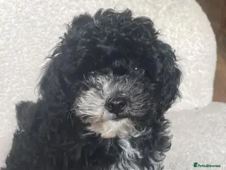 Maltipoo dogs Tiny F1b maltipoo - Advert 1