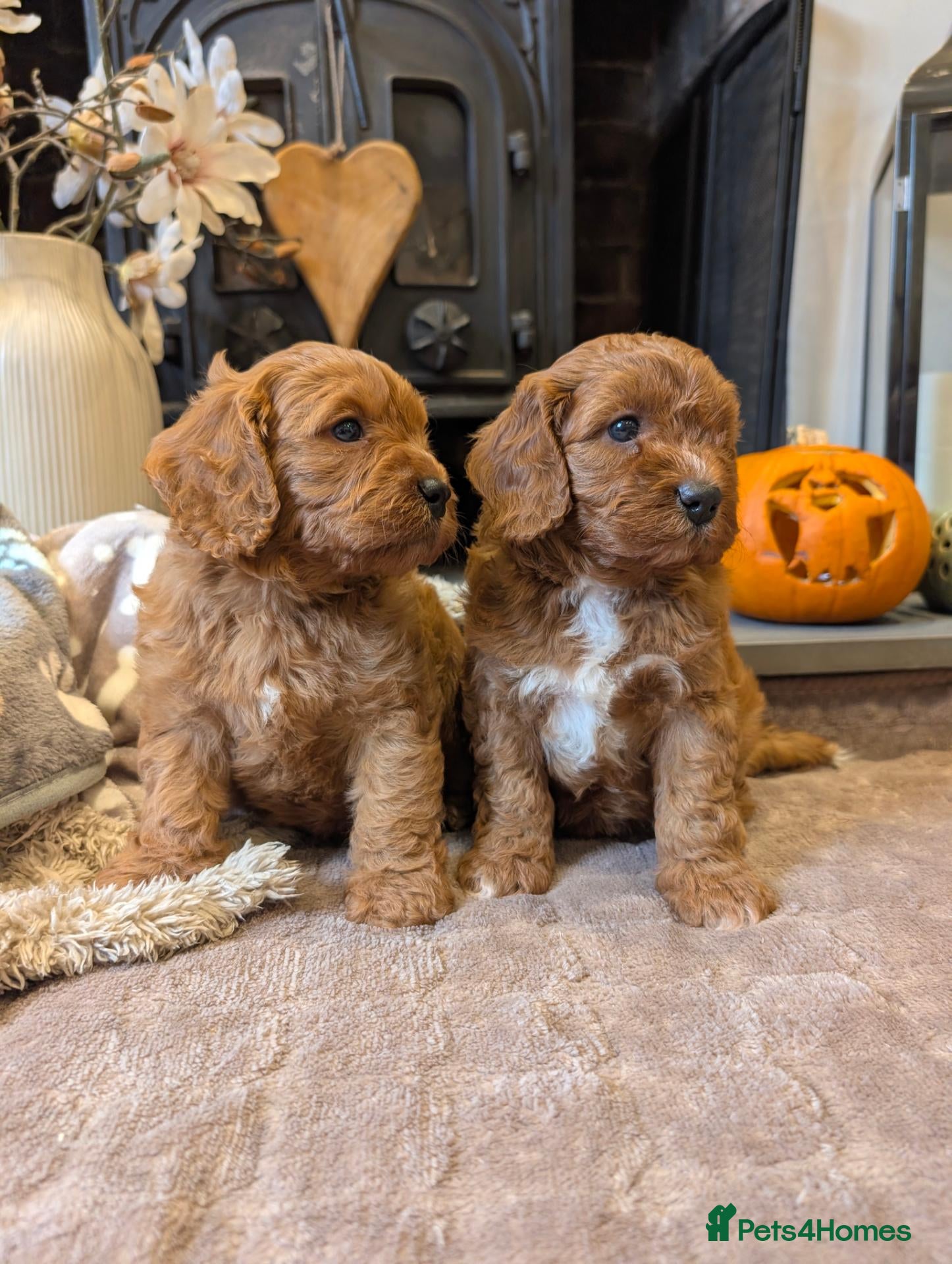 Cavapoo dogs for sale: Adorable F1b cavapoo puppies  - Advert 3