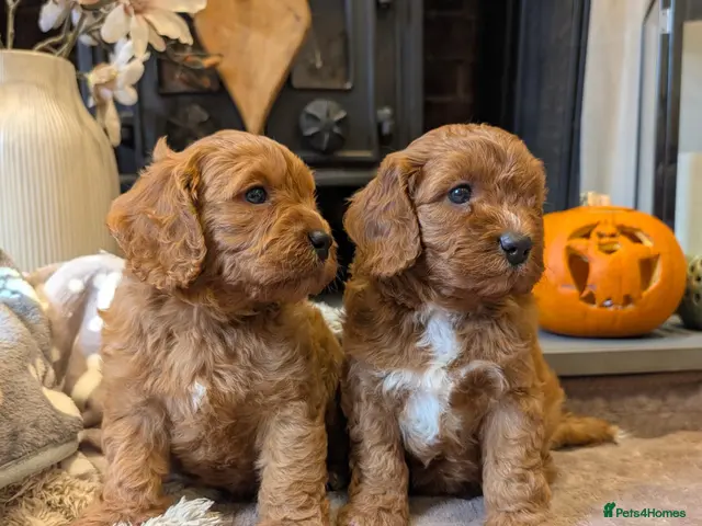 Cavapoo dogs for sale: Adorable F1b cavapoo puppies - Advert 1