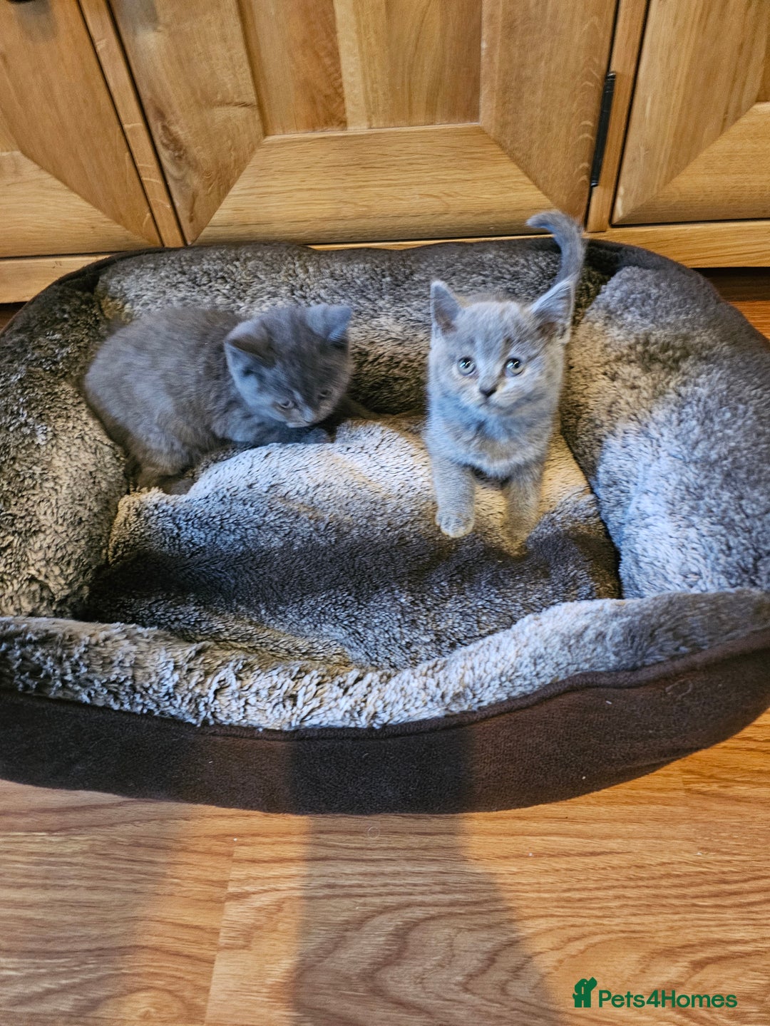 British Shorthair cats for sale: British shorthair kittens for sale.  - Image 8