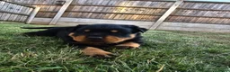 Rottweiler dogs for sale: KC Registered Rottweiler Puppies 4 Beautiful Males in Gainsborough - Advert 12