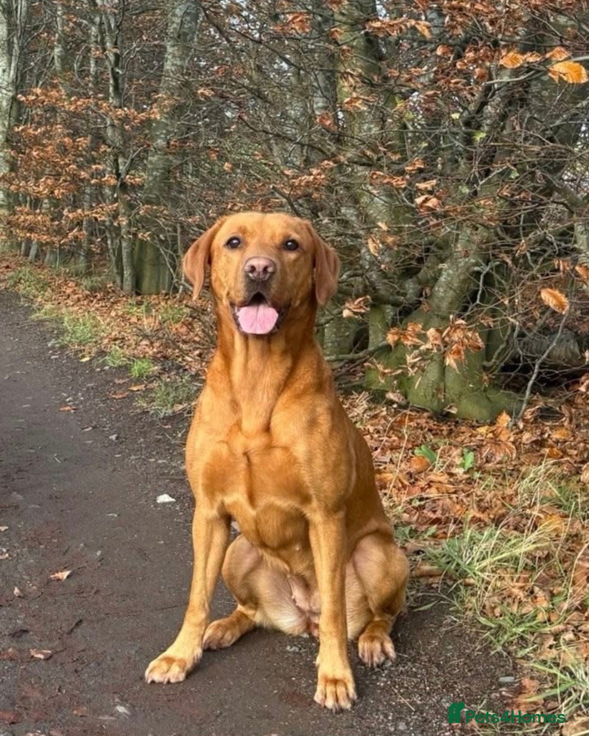 Labrador Retriever dogs Labrador Puppies – Waiting List Open  - Advert 1