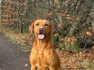 Labrador Retriever dogs Labrador Puppies – Waiting List Open - Advert 1