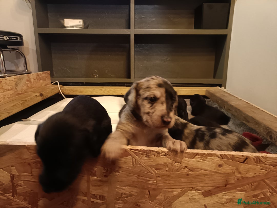 Mixed Breed dogs for sale: Whippet x f2 Labradoodle - Advert 2