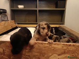 Mixed Breed dogs Whippet x f2 Labradoodle - Advert 3