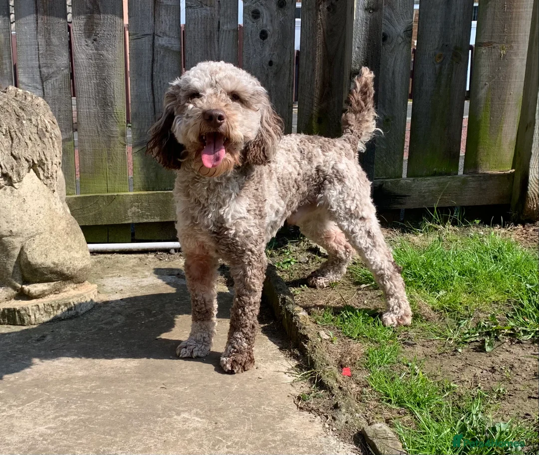 Cockapoo dogs for stud: MERLE F1b MINIATURE COCKAPOO at stud in Rowlands Gill - Advert 10