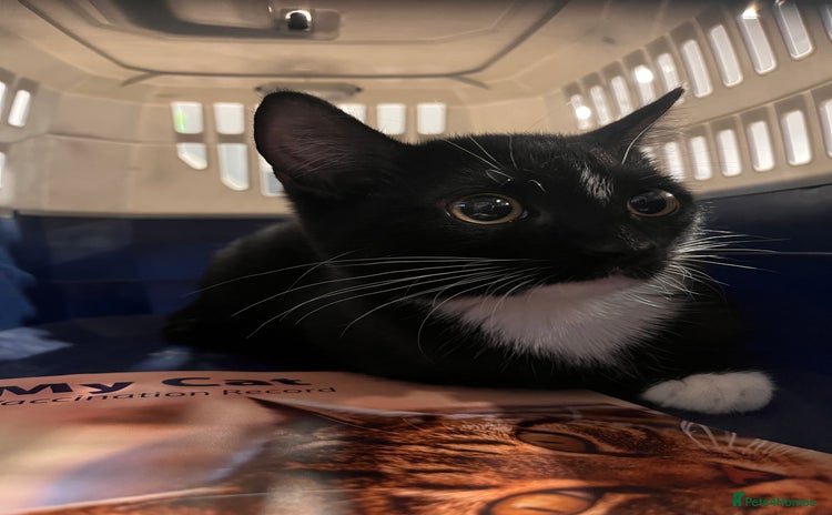 Mixed Breed cats - Advert 6