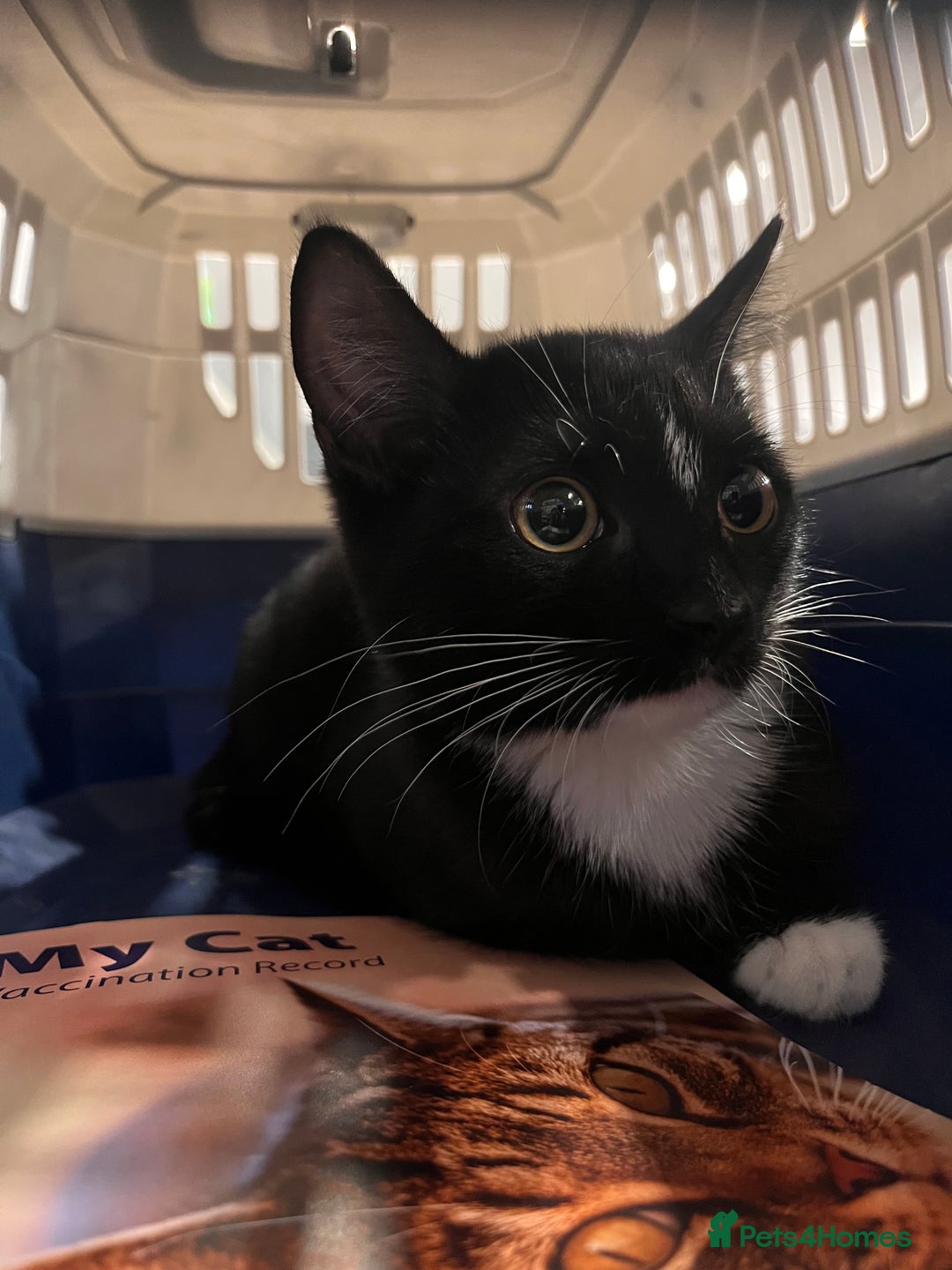 Mixed Breed cats for sale: Adorable Kittens Looking for Their Forever Homes - Image 1