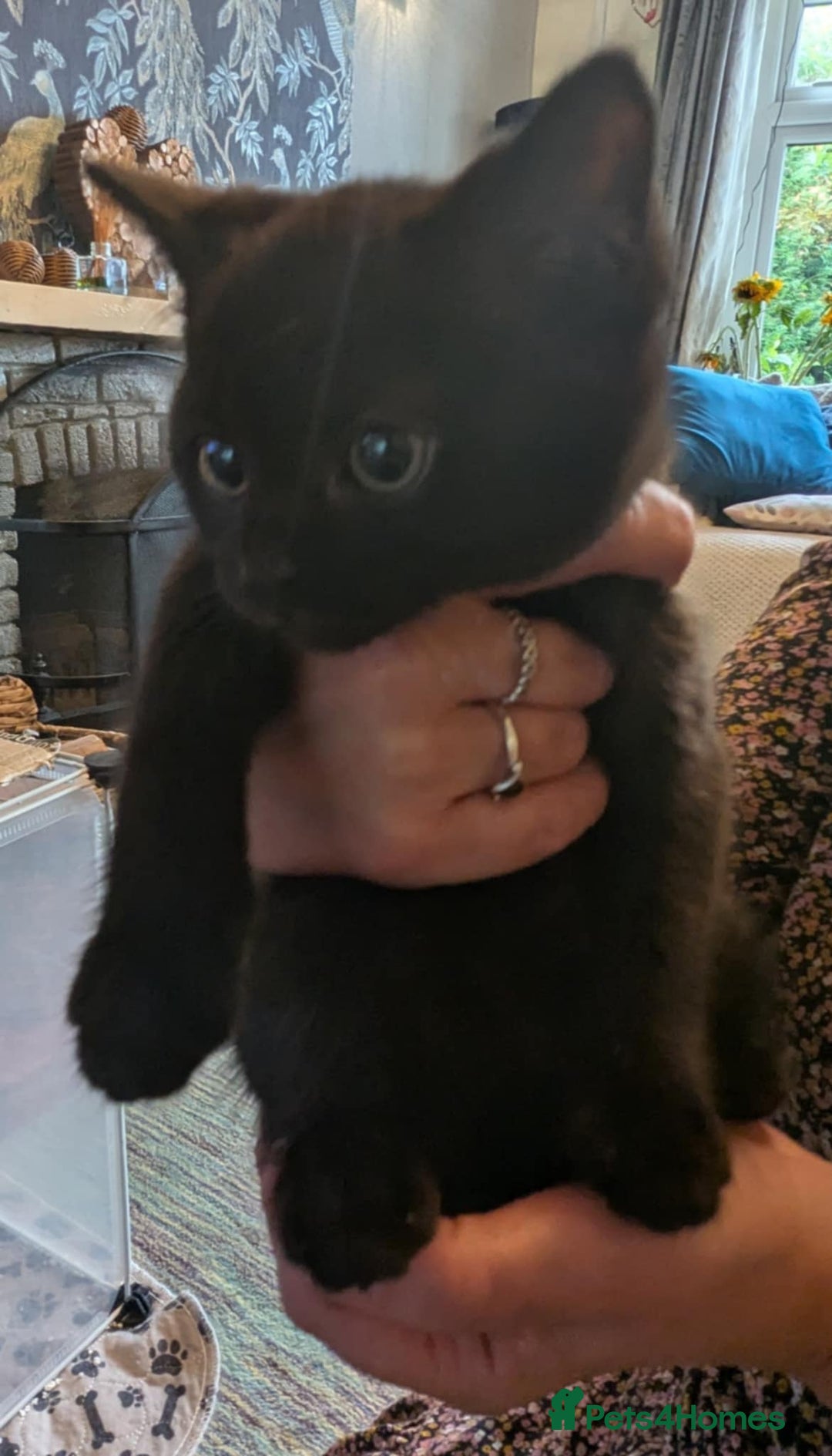 Persian cats for sale: British blue and Persian mix kittens ready now ❤️ - Image 10