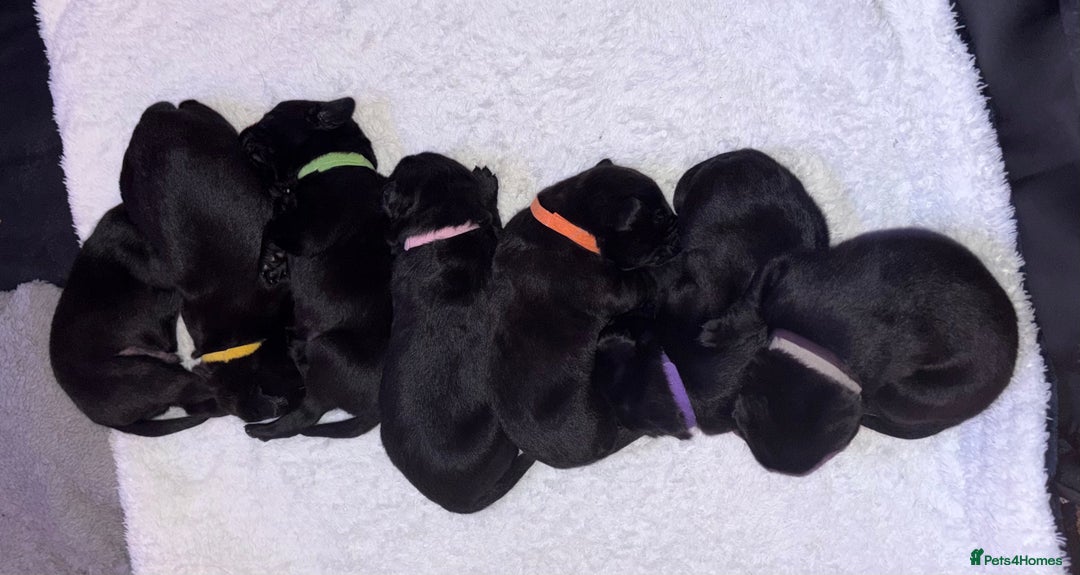 Borador dogs for sale: Lab collie pups  - Advert 2