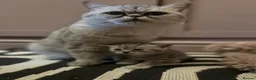 British Shorthair cats for sale: BSH LOOK AT LIKE (EXOTIC SHORTHAIR CROSS)  in Shifnal - Advert 6