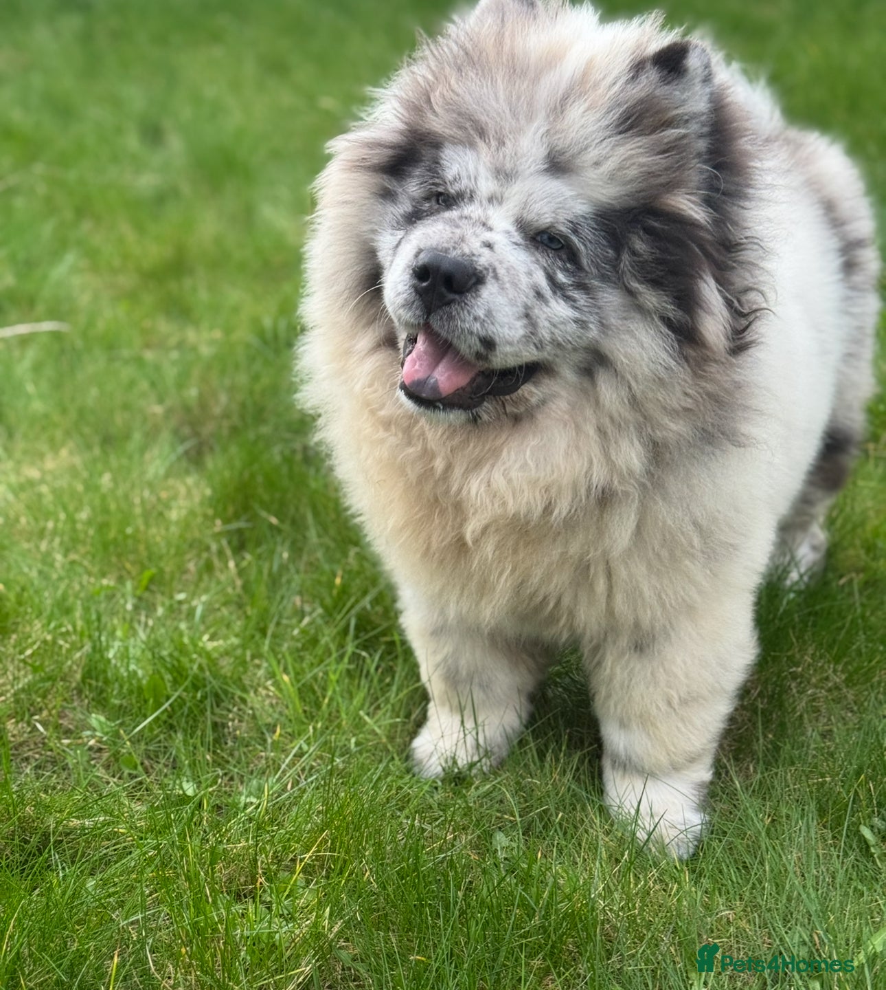 Merle Chow All About Chow Chows Blue Merle Chow Chow Puppies For